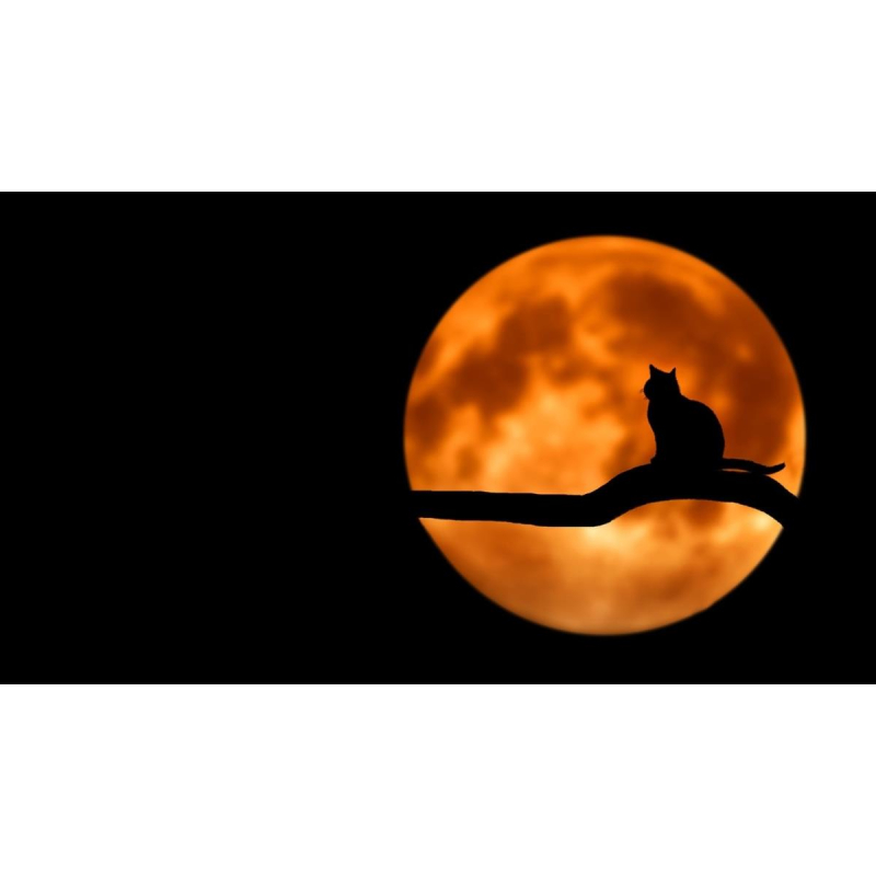 18/07 - Volle maanconcert - Torhout